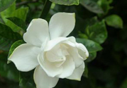 梔子花可以安神嗎？梔子花可以治療失眠嗎？