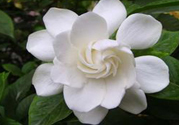 梔子花的葉子為什么會(huì)發(fā)黃？梔子花的葉子發(fā)黃了怎么辦？