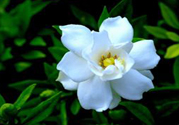 梔子花茶可以降血壓嗎？梔子花泡水可以降血壓嗎？