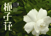 梔子花可以減肥嗎？梔子花怎么減肥？