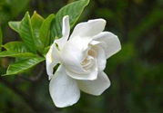 梔子花可以降血糖嗎？梔子花茶可以降血糖嗎？