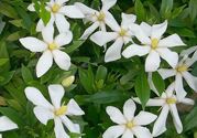 梔子花茶是熱性還是涼性？梔子花茶是涼性的嗎？