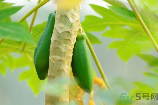 木瓜是水果還是蔬菜？青木瓜是水果嗎？