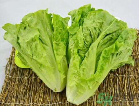 生菜會(huì)引起過(guò)敏嗎？吃生菜會(huì)過(guò)敏嗎？