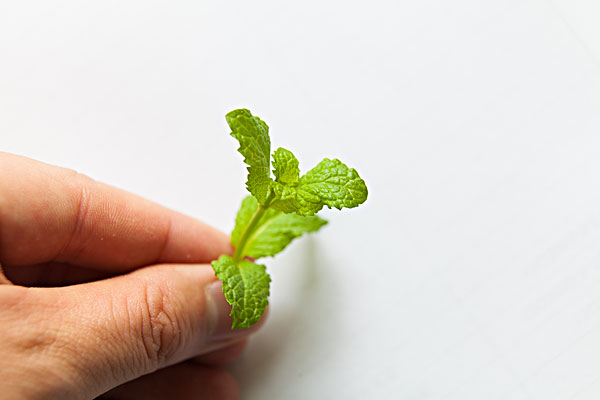 薄荷能治蕁麻疹嗎？蕁麻疹喝薄荷茶有用嗎？