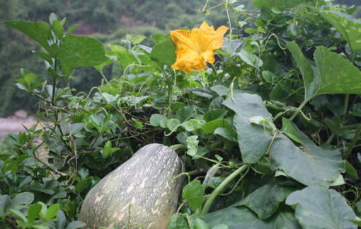 南瓜吃了皮膚會(huì)變黃嗎？吃南瓜對(duì)皮膚有什么影響？