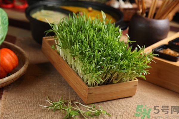 空心菜是菠菜嗎？空心菜是不是菠菜？