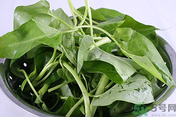 空心菜是菠菜嗎？空心菜是不是菠菜？