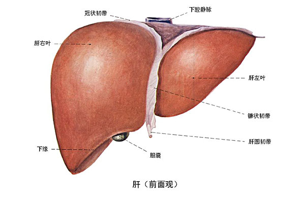 臉上長(zhǎng)痘能吃南瓜嗎？臉上長(zhǎng)痘吃南瓜好不好？