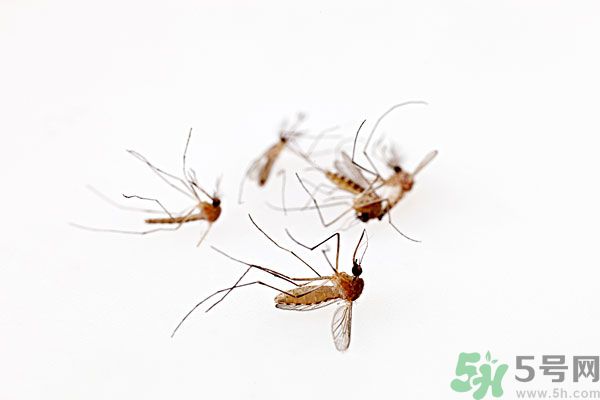 點蚊香為什么還有蚊子？為什么點蚊香沒有用了？