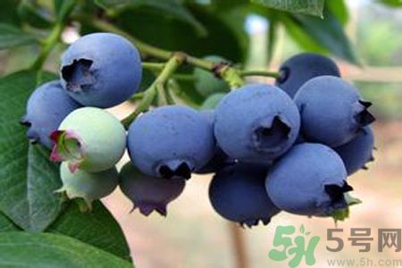 月經(jīng)期間可以吃藍莓嗎？來月經(jīng)可以吃藍莓嗎？