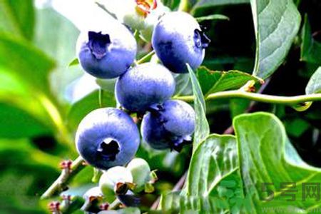 月經(jīng)期間可以吃藍(lán)莓嗎？來月經(jīng)可以吃藍(lán)莓嗎？