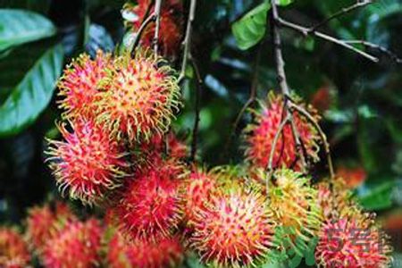 紅毛丹的殼可以吃嗎？紅毛丹的皮可以吃嗎？