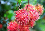 寶寶可以吃紅毛丹嗎？寶寶多大了可以吃紅毛丹？