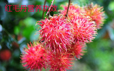 紅毛丹會上火嗎 紅毛丹會不會過敏