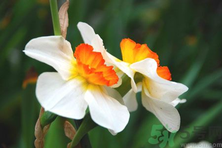 父親節(jié)送什么花好？父親節(jié)送什么花？