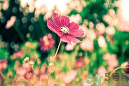 父親節(jié)送什么花好？父親節(jié)送什么花？