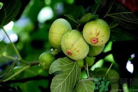 無花果是發(fā)物嗎？無花果樹不是發(fā)物？