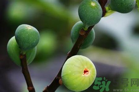 無(wú)花果是酸性還是堿性？無(wú)花果是堿性嗎？