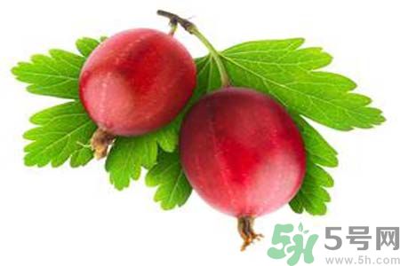 無花果沒熟可以吃嗎？吃了沒熟的無花果會怎樣？