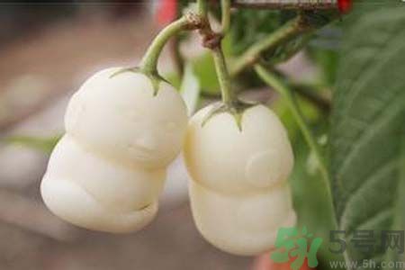 人參果是發(fā)物嗎？人參果是不是發(fā)物？