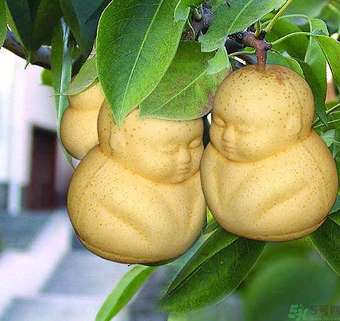 哺乳期可以吃人參果嗎？哺乳期吃人參果好嗎？