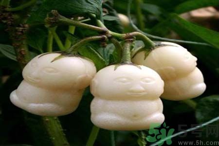 哺乳期可以吃人參果嗎？哺乳期吃人參果好嗎？