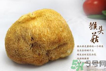 猴頭菇是熱性還是涼性？猴頭菇是熱性嗎？