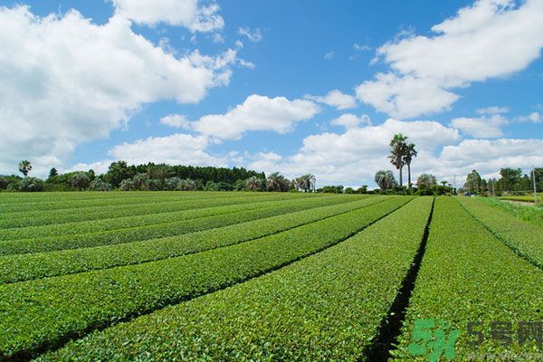 綠茶可以去黑眼圈嗎？綠茶去黑眼圈的方法