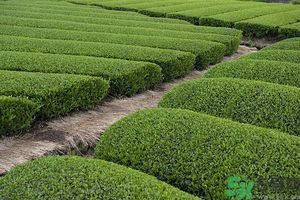 綠茶可以去黑眼圈嗎？綠茶去黑眼圈的方法