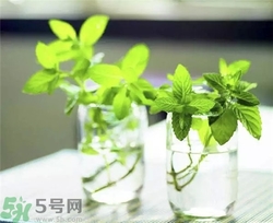 薄荷能美白嗎？薄荷有什么功效和作用？