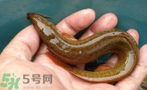泥鰍死了還能吃嗎？死泥鰍能不能吃？