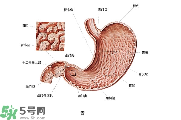 防胃癌的食物有哪些？多吃什么預防胃癌？