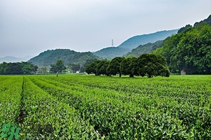 綠茶是酸性還是堿性?綠茶是酸性的嗎？