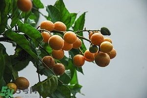 孕婦能吃黃皮果嗎？孕婦吃黃皮果好嗎？