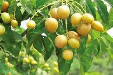 黃皮果是熱性還是涼性？黃皮果是涼性嗎？