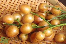 黃皮果是熱性還是涼性？黃皮果是涼性嗎？