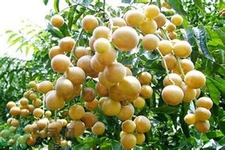 黃皮果果核可以吃嗎？黃皮果果核有什么功效？