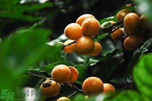 孕婦能吃黃皮果嗎？孕婦吃黃皮果好嗎？