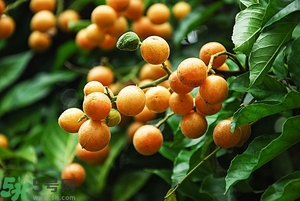 孕婦能吃黃皮果嗎？孕婦吃黃皮果好嗎？