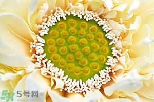 蓮蓬是什么東西？蓮蓬是什么顏色的？