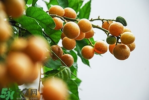 孕婦能吃黃皮果嗎？孕婦吃黃皮果好嗎？