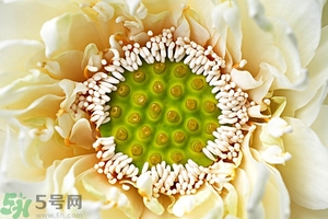 蓮蓬是什么東西？蓮蓬是什么顏色的？