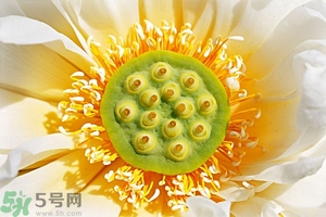 蓮蓬可以多吃嗎？蓮子吃多了會(huì)怎樣？