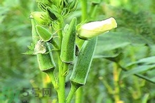 秋葵花可以吃嗎？秋葵花的做法