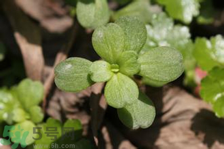 馬齒莧是不是發(fā)物？馬齒莧是發(fā)物嗎？