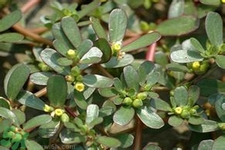 馬齒莧是不是發(fā)物？馬齒莧是發(fā)物嗎？