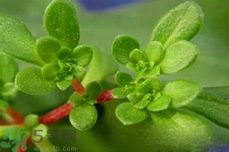 馬齒莧是不是發(fā)物？馬齒莧是發(fā)物嗎？