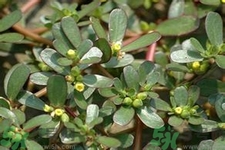 馬齒莧是酸性還是堿性？馬齒莧是堿性嗎？