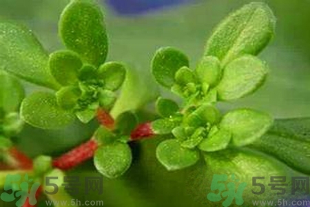 馬齒莧是酸性還是堿性？馬齒莧是堿性嗎？